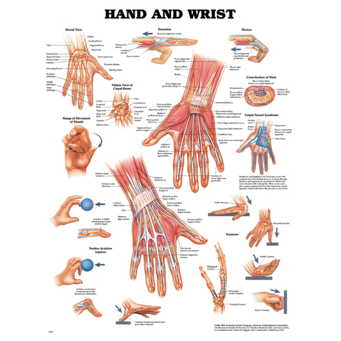 Hand & Wrist Anatomical Chart