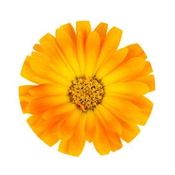 MeyerSPA Clean Beauty - Calendula Ingredients - Click to Shop