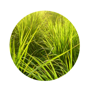 MeyerSPA Clean Beauty - Lemongrass Ingredients - Click to Shop
