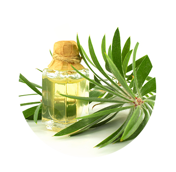 MeyerSPA Clean Beauty - Tea Tree Ingredients - Click to Shop